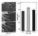 Fig. 07 - Cell-based composite materials with programmed structures and functions