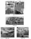Fig. 08 - Cell-based composite materials with programmed structures and functions
