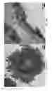 Fig. 09 - Cell-based composite materials with programmed structures and functions