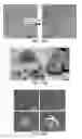 Fig. 11 - Cell-based composite materials with programmed structures and functions