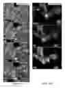 Fig. 14 - Cell-based composite materials with programmed structures and functions
