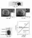 Fig. 18 - Cell-based composite materials with programmed structures and functions