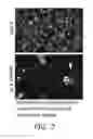 Fig. 03 - Analysis of action potentials, transients, and ion flux in excitable cells