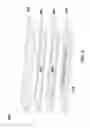Fig. 03 - Methods and systems of proteome analysis and imaging