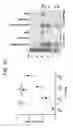 Fig. 08 - Role of citrullination in diagnosing diseases
