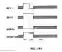 Fig. 35 - Method and system for programming, calibrating and/or compensating, and driving an LED display