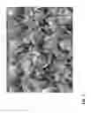 Fig. 02 - Lettuce variety ‘Icemaker’
