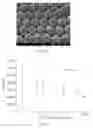 Fig. 06 - Chip for detecting allergy, manufacturing method thereof and a method for detecting allergy using therefor
