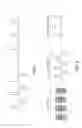 Fig. 08 - ENHANCED ELECTROPORATION OF CARDIAC TISSUE