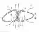 Fig. 08 - Masticatory orthodontic correction device and method for making the same