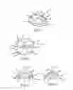 Fig. 04 - Ocular Irrigation Device and Method