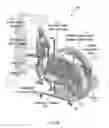 Fig. 06 - Adaptable robotic gait trainer