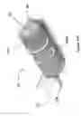 Fig. 30 - Implants with controlled drug delivery features and methods of using same