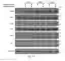 Fig. 06 - Method of preventing or treating osteoporosis by neddylation inhibitor
