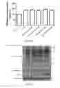 Fig. 09 - Method of preventing or treating osteoporosis by neddylation inhibitor
