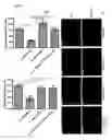 Fig. 08 - Probiotic formulation