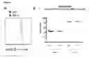 Fig. 02 - Regulatory T cell PD-1 modulation for regulating T cell effector immune responses