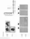 Fig. 07 - Regulatory T cell PD-1 modulation for regulating T cell effector immune responses