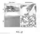 Fig. 32 - A NANOMATERIAL COMPLEX COMPRISING GRAPHENE OXIDE ASSOCIATED WITH A THERAPEUTIC AGENT AND METHODS OF USE
