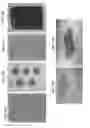 Fig. 07 - Multi-component bio-active drug delivery and controlled release to the skin by microneedle array devices