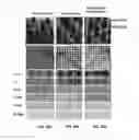 Fig. 22 - Multi-component bio-active drug delivery and controlled release to the skin by microneedle array devices