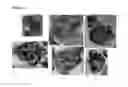 Fig. 04 - Super absorbent polymer