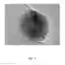 Fig. 06 - Solid gold-nickel alloy nanoparticle