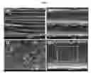 Fig. 06 - Manufacturing device of nerve conduits