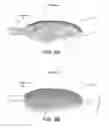 Fig. 09 - Propeller blade indentations for improved aerodynamic performance and sound control