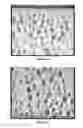 Fig. 09 - SURFACTANT COMPOSITION