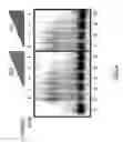 Fig. 07 - Materials and method for inhibiting replication protein A and uses thereof