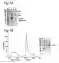 Fig. 23 - Antigen-Binding Protein Directed Against Epitope in the CH1 Domain of Human IgG Antibodies