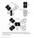 Fig. 02 - Methods for producing fabs and bi-specific antibodies