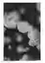 Fig. 09 - Medical devices based on oxidized cellulose