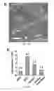 Fig. 09 - Method for highly efficient conversion of human stem cells to lineage-specific neurons