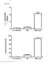 Fig. 07 - Method for enrichment and expansion of virus antigen-specific T cells