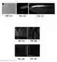 Fig. 08 - Microfluidic device for extracting, isolating, and analyzing DNA from cells