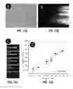 Fig. 09 - Microfluidic device for extracting, isolating, and analyzing DNA from cells