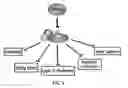Fig. 02 - Pharmaceutical composition for preventing and treating metabolic disease comprising MKRN1 expression or activity inhibitor as an active ingredient