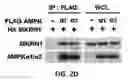 Fig. 06 - Pharmaceutical composition for preventing and treating metabolic disease comprising MKRN1 expression or activity inhibitor as an active ingredient