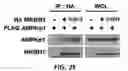 Fig. 07 - Pharmaceutical composition for preventing and treating metabolic disease comprising MKRN1 expression or activity inhibitor as an active ingredient