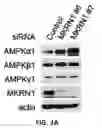 Fig. 08 - Pharmaceutical composition for preventing and treating metabolic disease comprising MKRN1 expression or activity inhibitor as an active ingredient