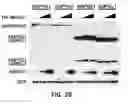 Fig. 09 - Pharmaceutical composition for preventing and treating metabolic disease comprising MKRN1 expression or activity inhibitor as an active ingredient