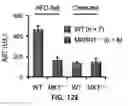 Fig. 40 - Pharmaceutical composition for preventing and treating metabolic disease comprising MKRN1 expression or activity inhibitor as an active ingredient