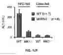 Fig. 41 - Pharmaceutical composition for preventing and treating metabolic disease comprising MKRN1 expression or activity inhibitor as an active ingredient