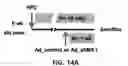 Fig. 43 - Pharmaceutical composition for preventing and treating metabolic disease comprising MKRN1 expression or activity inhibitor as an active ingredient