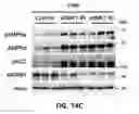 Fig. 45 - Pharmaceutical composition for preventing and treating metabolic disease comprising MKRN1 expression or activity inhibitor as an active ingredient