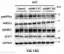 Fig. 46 - Pharmaceutical composition for preventing and treating metabolic disease comprising MKRN1 expression or activity inhibitor as an active ingredient