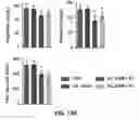 Fig. 53 - Pharmaceutical composition for preventing and treating metabolic disease comprising MKRN1 expression or activity inhibitor as an active ingredient