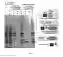 Fig. 03 - Heat-inducible self-assembling protein domains